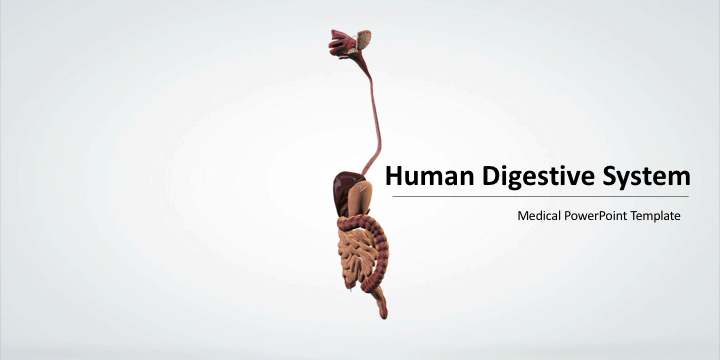 3d Human Digestive System Powerpoint Template Download Download Free Powerpoint Templates Tutorials And Presentations