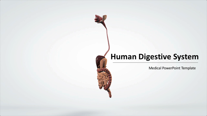 3D Human Digestive System PowerPoint Template Download – Download Free  PowerPoint Templates